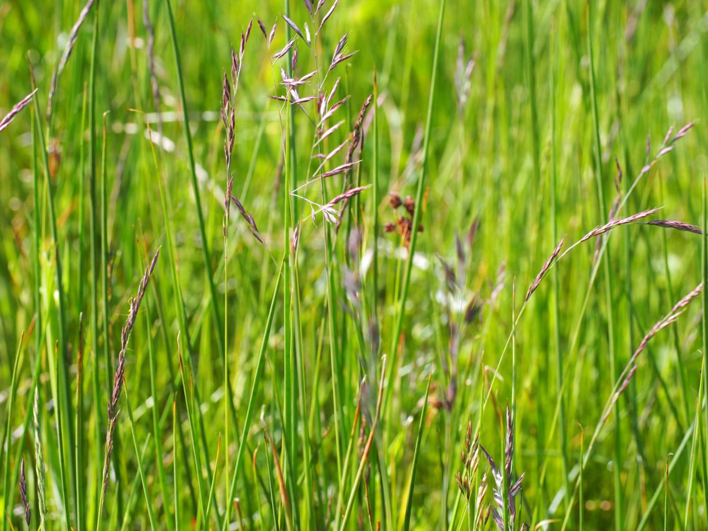 Fescue, (Streamside) plant